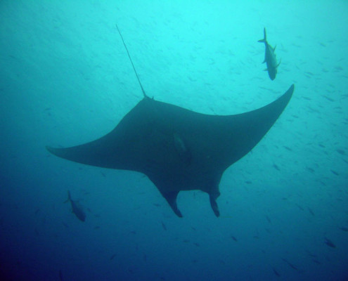 Diev Fiji Manta Scenes