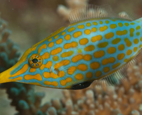 Diving In Fiji Amazing Colours