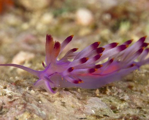 Diving In Fiji Nudibranchs