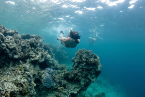 Fiji Activities Snorkeling Waidroka