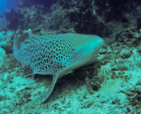 Fiji Shark Dive Leopards Close By