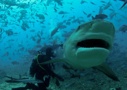 Fiji Shark Dive Tiger Feeding