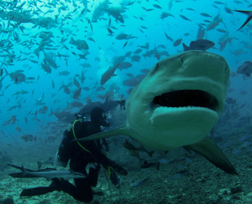 Fiji Shark Dive Tiger Feeding