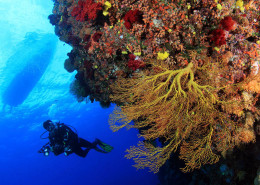 Scuba Dive Fiji Soft Coral with Boat Shilouette