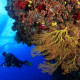 Scuba Dive Fiji Soft Coral with Boat Shilouette