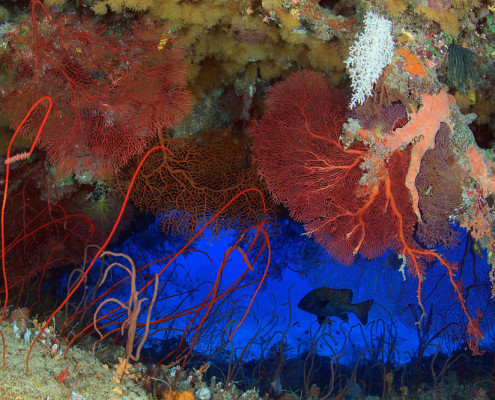 Scuba Diving Fiji Swim Through