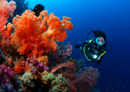 Scuba Diving Fiji Beqa Soft Coral