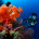Scuba Diving Fiji Beqa Soft Coral
