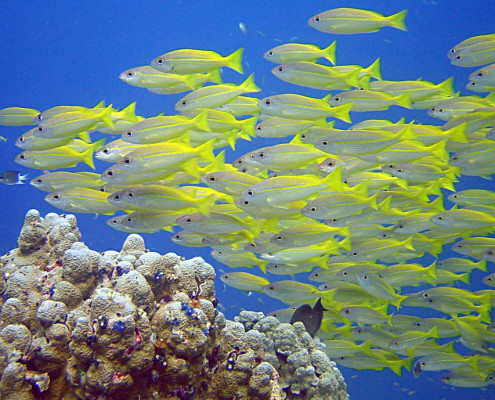 Scuba Diving Fiji Schools of Fish